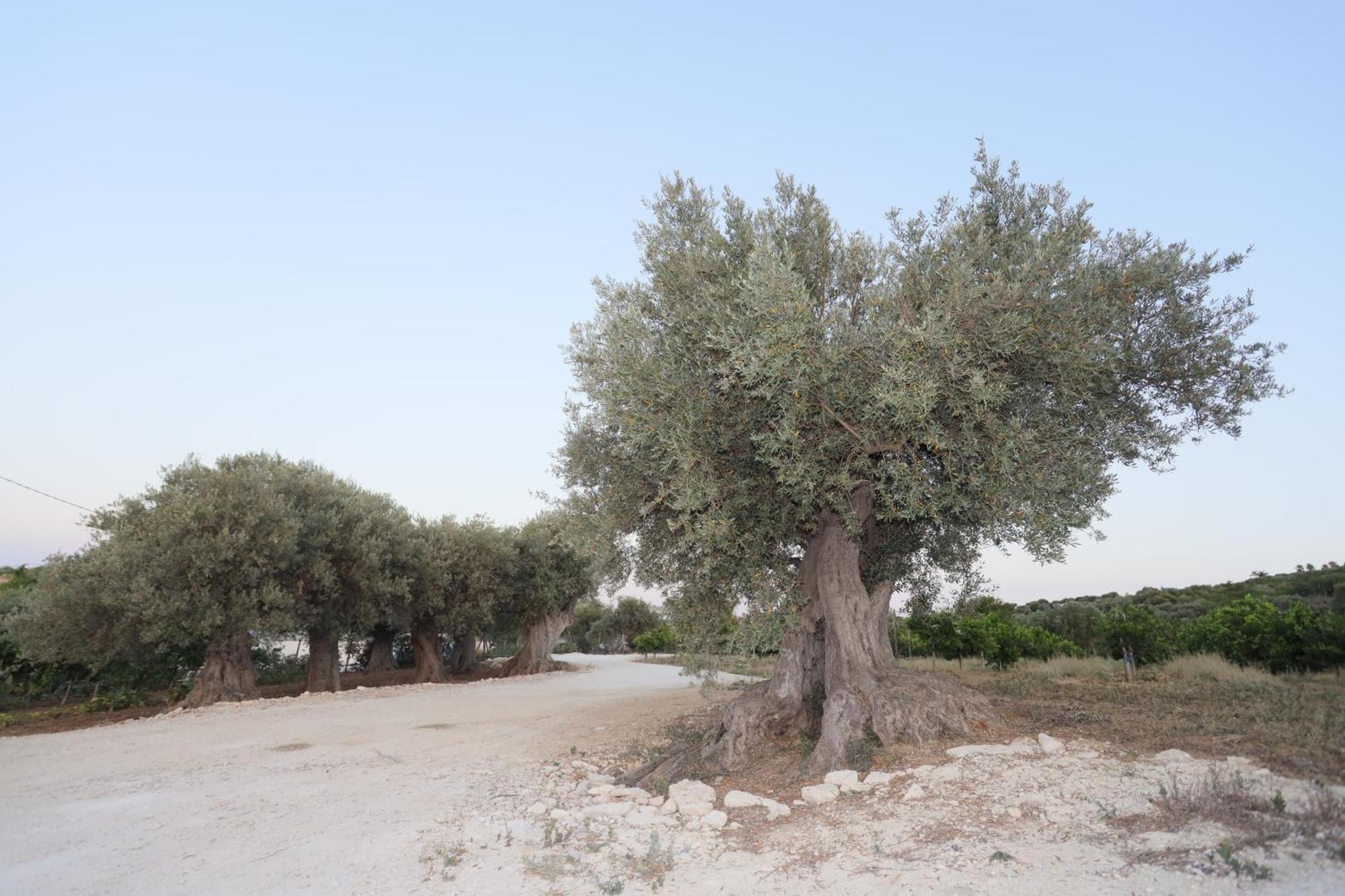 Relais Dea Degli Ulivi Hotel Agrigento Eksteriør billede