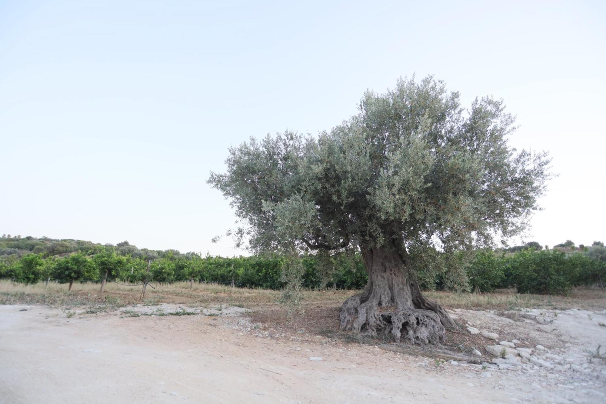 Relais Dea Degli Ulivi Hotel Agrigento Eksteriør billede