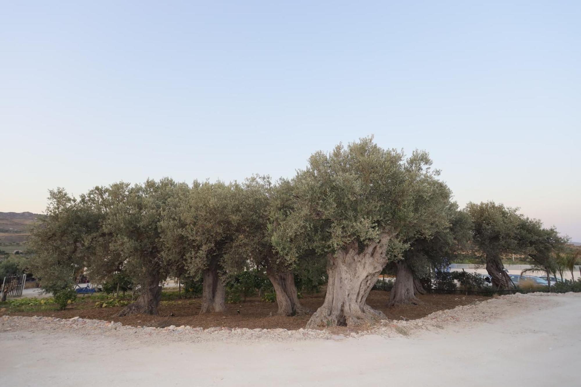 Relais Dea Degli Ulivi Hotel Agrigento Eksteriør billede